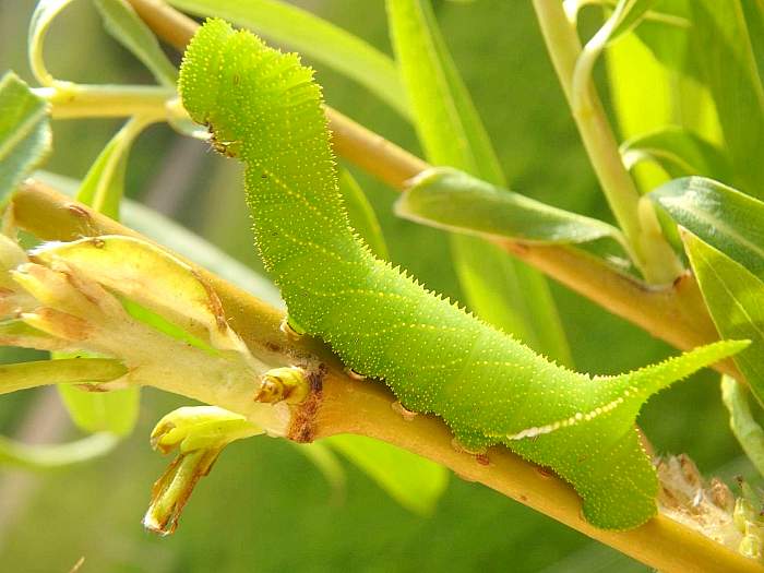 Early final instar larva of Anambulyx elwesi. Photo: © Tom Melichar.