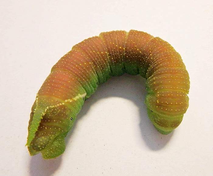 Pre-pupation larva of Anambulyx elwesi. Photo: © Tomáš Melichar.