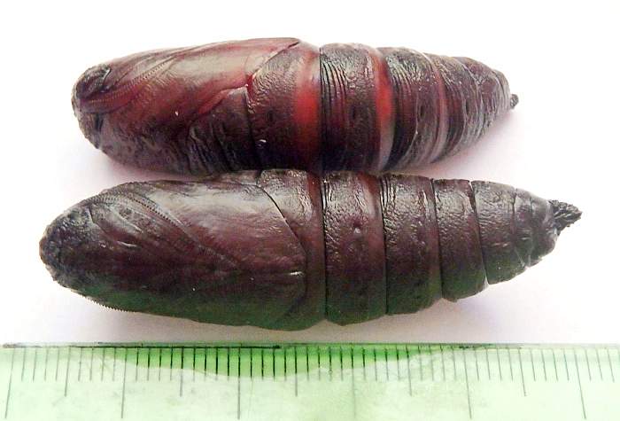 Pupa of Anambulyx elwesi. Photo: © Tom Melichar.