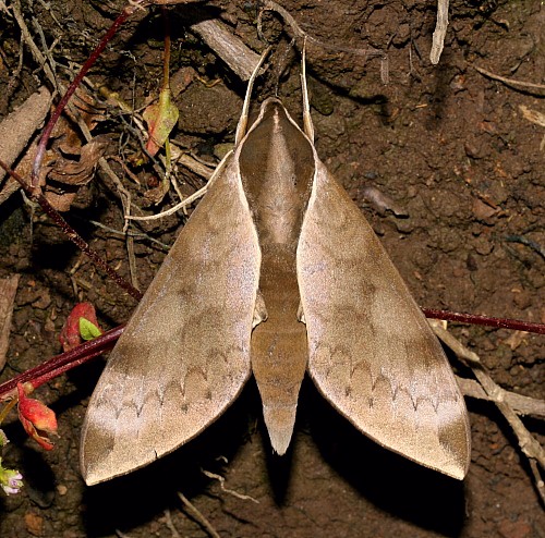 Adult of Acosmerycoides harterti, Jiucai Ling, Guizhou, China. Photo: © Viktor Sinjaev.