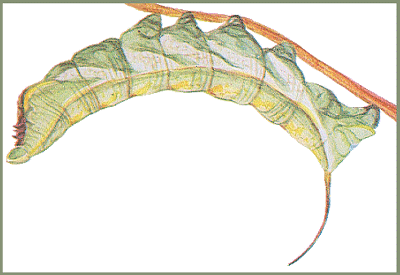 Full-grown larva of Acosmerycoides harterti. Image: Mell, 1922b