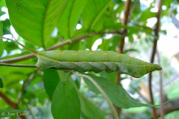 Final instar larva of Acosmerycoides harterti, Jiajiuliao, Wulai District, New Taipei City, Taiwan, 28.x.2011, 86m. Photo: © Jue Liao, courtesy Taiwan Moth Information Center.