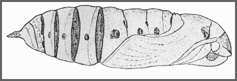 Pupa of Acosmerycoides harterti. Image: Mell, 1922b