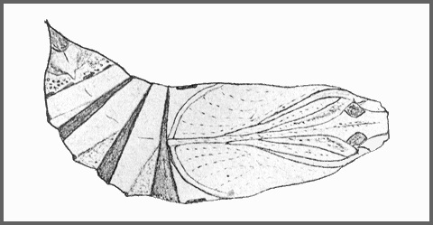 Pupa of Acosmerycoides harterti. Image: Mell, 1922b