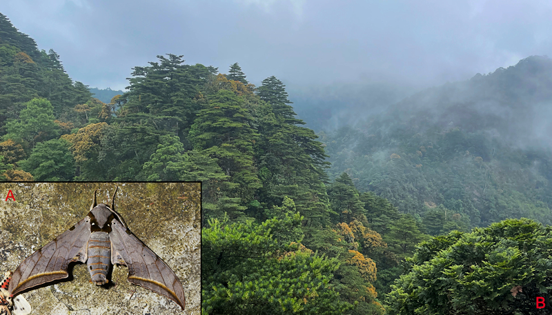 Habitat and living adult of Ambulyx semiplacida interplacida. (A) Male; (B) Nanling, Guangdong, China. Photo: © Jiang, Kitching, Xu, Xu, Yan, Yu, Liu & Hu, 2025.