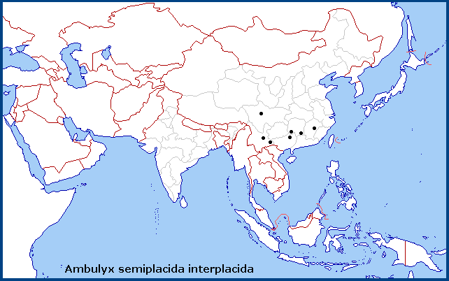 Regional distribution of Ambulyx interplacida. Map: © NHMUK.