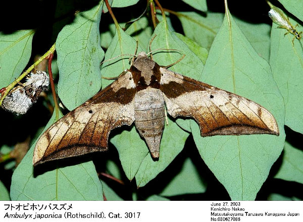 Disturbed female Ambulyx japonica japonica, Japan. Photo: © Kenichiro Nakao.