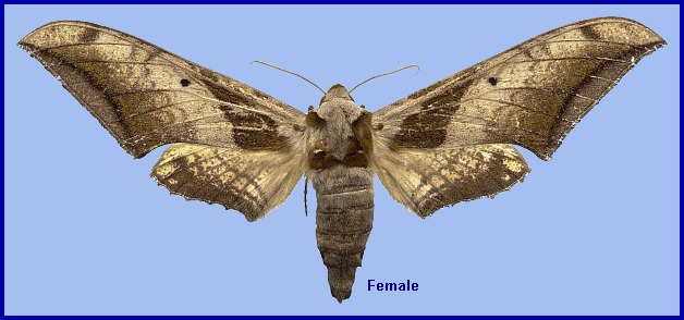 Adult female Ambulyx japonica japonica. Photo: © NHMUK