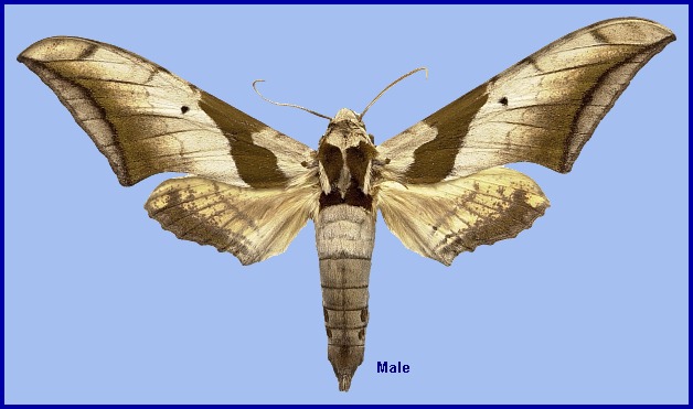 Adult male Ambulyx japonica japonica. Photo: © NHMUK