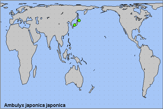 Global distribution of Ambulyx japonica japonica. Map: © NHMUK.