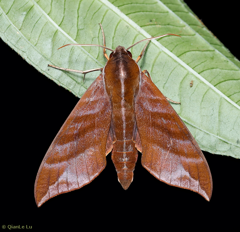 Ampelophaga khasiana, Huaping National Nature Reserve, Guangxi, China, viii.2023. Photo: © QianLe Lu.