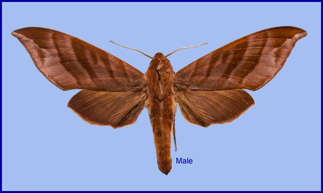 Male Ampelophaga khasiana. Photo: © NHMUK.