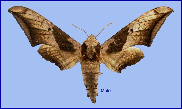 Male Ambulyx japonica koreana. Photo: © NHMUK.