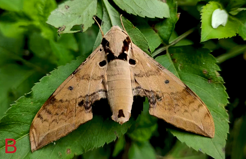 Resting Ambulyx kuangtungensis, Yuanjiang County, Yunnan, China. Photo: © Jiang, Kitching, Xu, Xu, Yan, Yu, Liu & Hu, 2025.