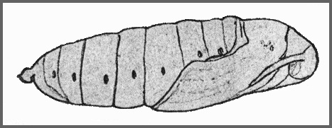 Pupa of Ambulyx kuangtungensis. Image: Mell, 1922b