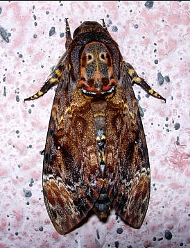 Resting adult of Acherontia lachesis, Mt. HuangShan, Anhui, China, 25.viii.2004. Photo: © Tony Pittaway.