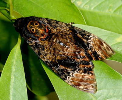 Resting adult of Acherontia lachesis, Taiwan. Photo: © Felix Lin.