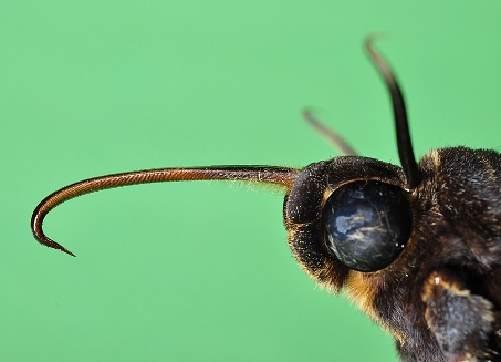 Head and tongue of Acherontia lachesis, Singapore. Photo: © Leong Tzi Ming.