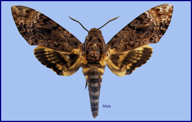 Male Acherontia lachesis. Photo: © NHMUK.