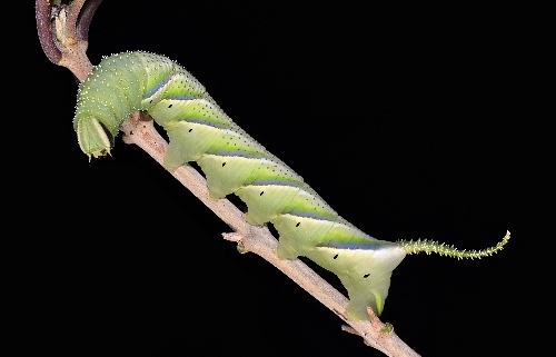 Fourth instar larva of Acherontia lachesis, Singapore. Photo: © Leong Tzi Ming.