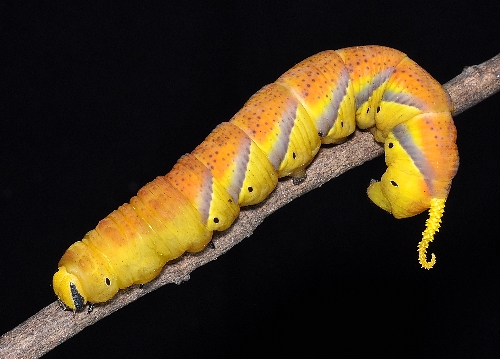 Pre-pupation larva of Acherontia lachesis, Singapore. Photo: © Leong Tzi Ming.