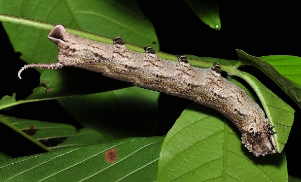 Final instar brown form larva of Acherontia lachesis, Singapore. Photo: © Leong Tzi Ming.