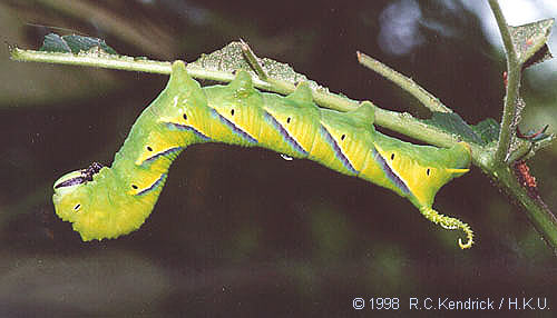 Final instar green form larva of Acherontia lachesis, Hong Kong. Photo: © Roger Kendrick