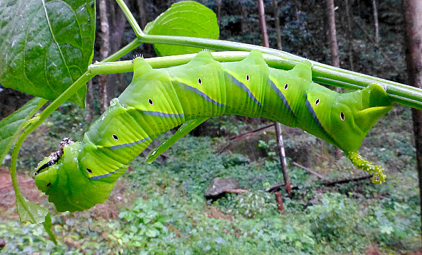 Final instar green form larva of Acherontia lachesis, Founding Zen Monastery, Houshanmen, West Tianmu Shan/Xitianmu Shan (near Lin'an), Zhejiang, China, 15.ix.2016. Photo: © Tony Pittaway.