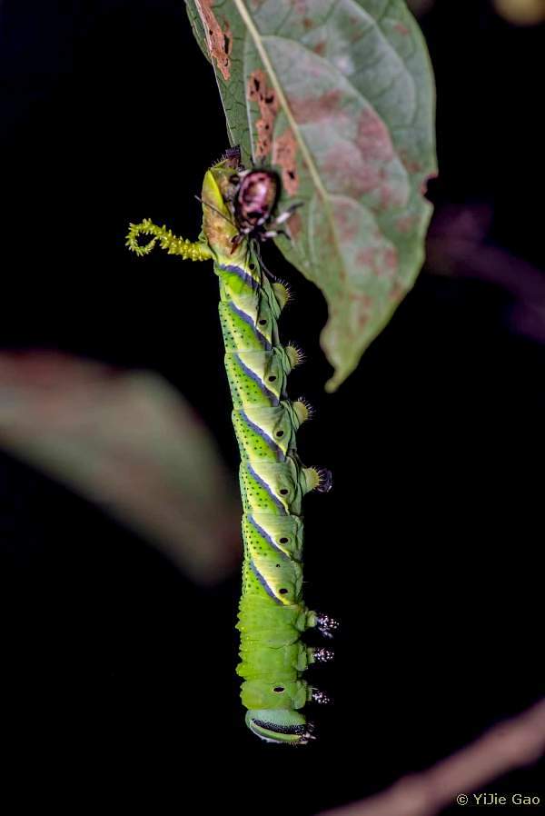 Final instar green form larva of Acherontia lachesis being predated, Tianmu Shan, Hangzhou, Zhejiang, China, 10.ix.2022. Photo: © YiJie Gao.