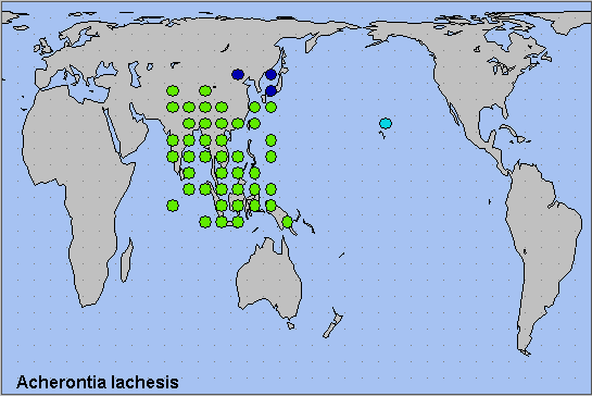 Global distribution of Acherontia lachesis. Map: © NHMUK.