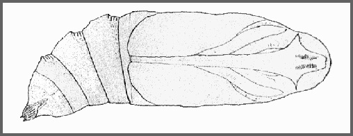 Pupa of Acherontia lachesis (ventral view). Image: Mell, 1922b