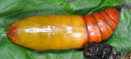 Freshly-formed pupa of Acherontia lachesis (ventral view), Singapore. Photo: © Leong Tzi Ming.