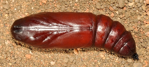 Pupa of Acherontia lachesis (ventral view), Singapore. Photo: © Leong Tzi Ming.