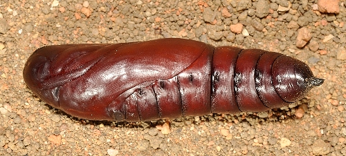 Pupa of Acherontia lachesis (lateral view), Singapore. Photo: © Leong Tzi Ming.