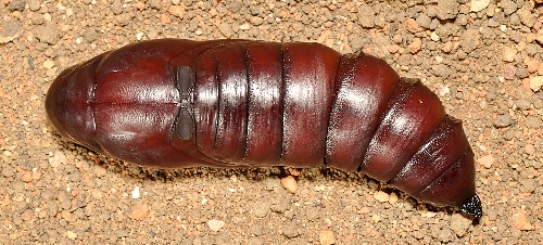 Pupa of Acherontia lachesis (dorsal view), Singapore. Photo: © Leong Tzi Ming.