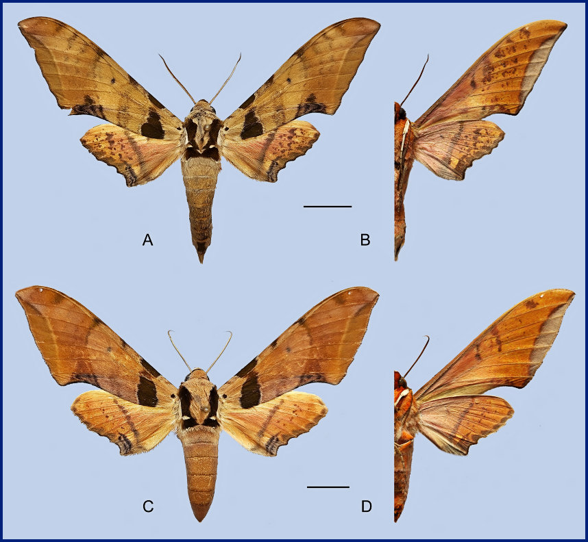 Ambulyx latifascia. (A, B) Male, Hutiaoxia, Lijiang, Yunnan, China; (C, D) Female, Hutiaoxia, Lijiang, Yunnan, China. Photo: © Jiang, Kitching, Xu, Xu, Yan, Yu, Liu & Hu, 2025.