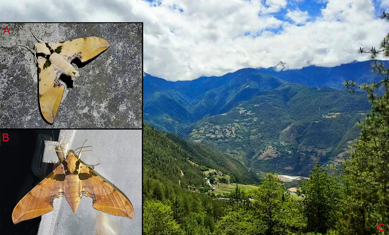 Habitat and living adults of Ambulyx latifascia. (A) Male; (B) female; (C) Weixi County, Yunnan, China. Photo: © Jiang, Kitching, Xu, Xu, Yan, Yu, Liu & Hu, 2025.