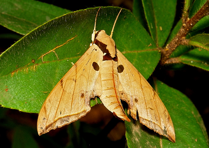 Male Ambulyx liturata, Simao/Pu'er, Yunnan, China. Photo: © John Horstman.