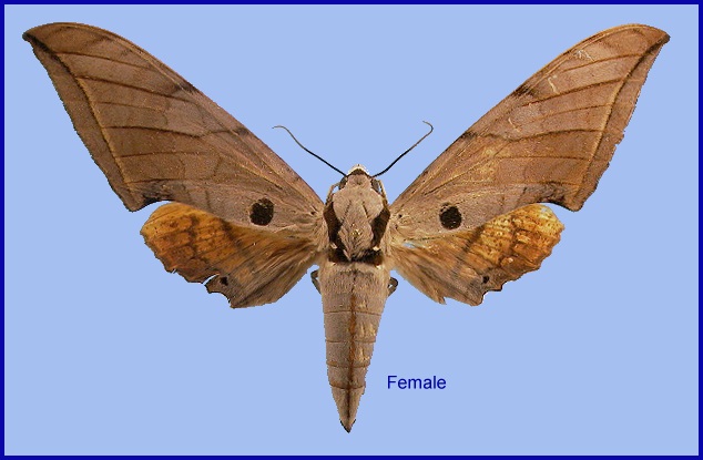 Female Ambulyx liturata. Photo: © NHMUK