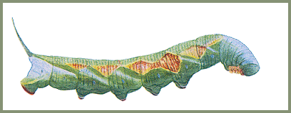 Full-grown larva of Ambulyx liturata. Image: Mell, 1922b