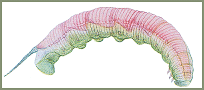 Full-grown larva of Ambulyx liturata in pre-pupation colour. Image: Mell, 1922b