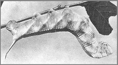 Full-grown larva of Ambulyx liturata. Photo: Mell, 1922b