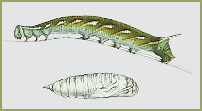 Full-grown larva (and pupa) of Ambulyx liturata. Image: Butler, 1876