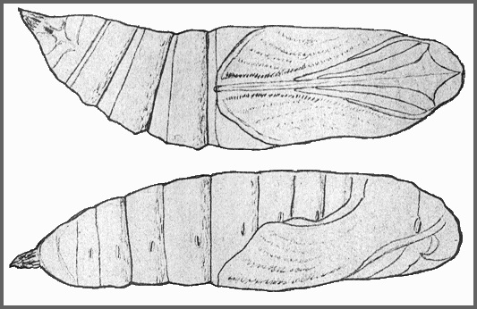 Pupa of Ambulyx liturata. Image: Mell, 1922b