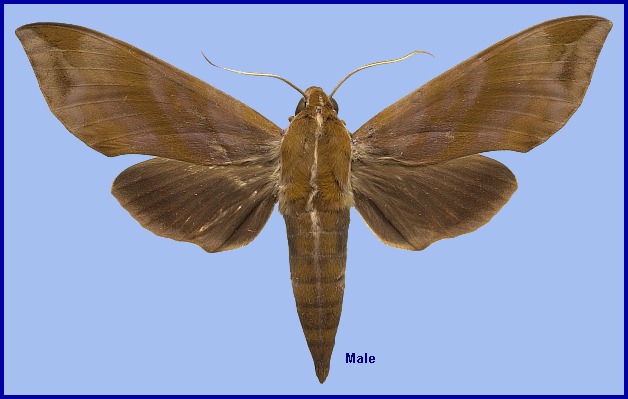 Adult male Ampelophaga rubiginosa lohita. Photo: © NHMUK