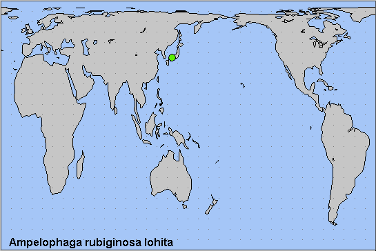 Global distribution of Ampelophaga rubiginosa lohita. Map: © NHMUK.