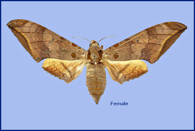 Female Ambulyx maculifera (upperside). Photo: © The Trustees of the Natural History Museum, London (NHMUK).