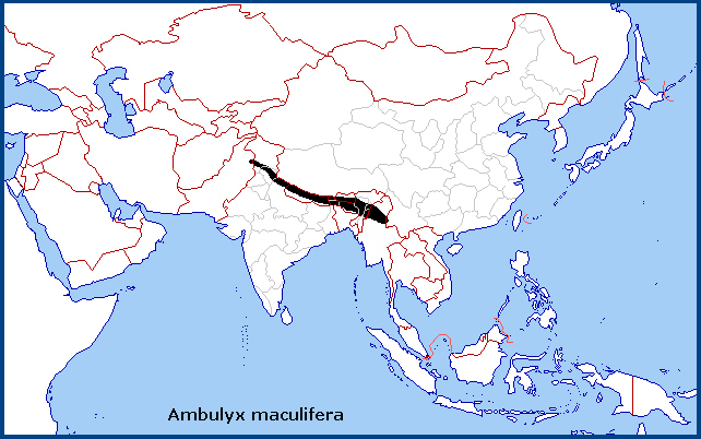 Global distribution of Ambulyx maculifera. Map: © Tony Pittaway.
