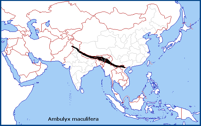 Global distribution of Ambulyx maculifera. Map: © Tony Pittaway.