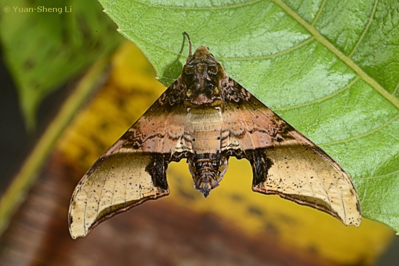 Male Amplypterus mansoni mansoni, Menghai, Xishuangbanna, Yunnan, China, 28.vii.2018. Photo: © Yuan-Sheng Li